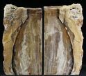 Tall Sequoia Petrified Wood Bookends - Oregon #28352-1